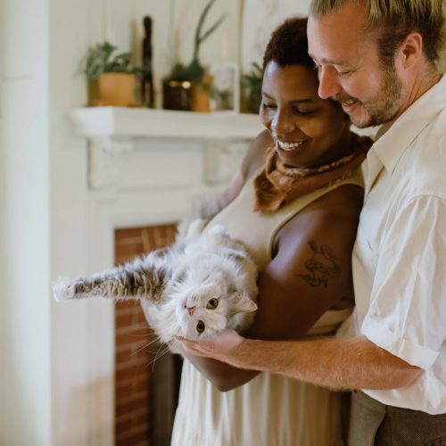 Grundläggande kattvård